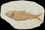 Detailed, Knightia Fossil Fish - Wyoming #42462-1